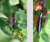 Exetastes calobatus